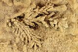 Fossil Pine Branches & Leaves Preserved In Travertine - Austria #113060-2